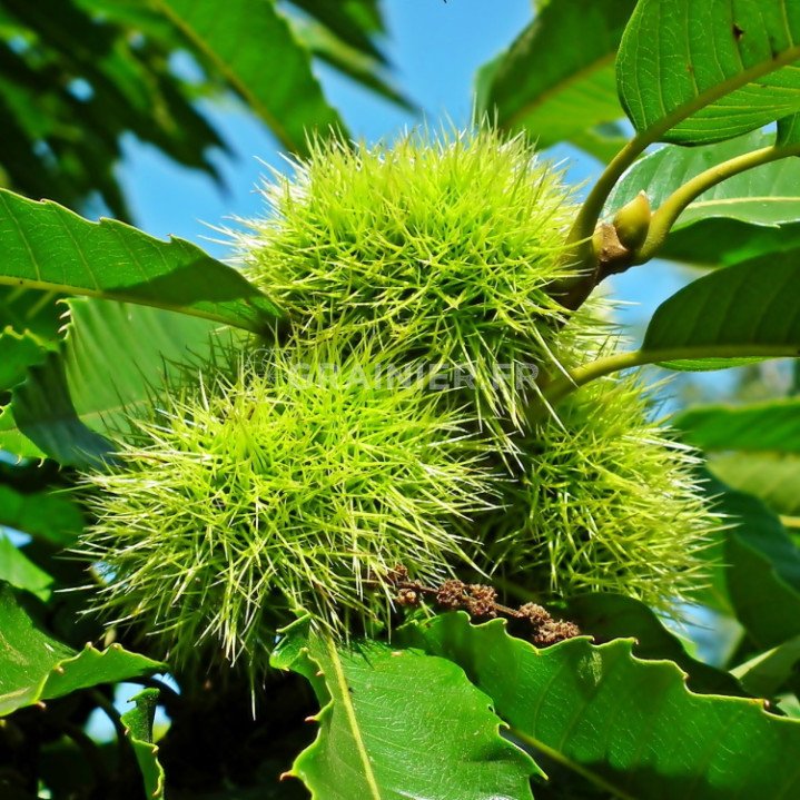 common chestnut, Castanea Sativa Mill. image